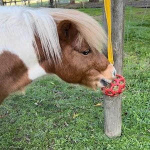 horse stretching exercise balls Assorted Colours